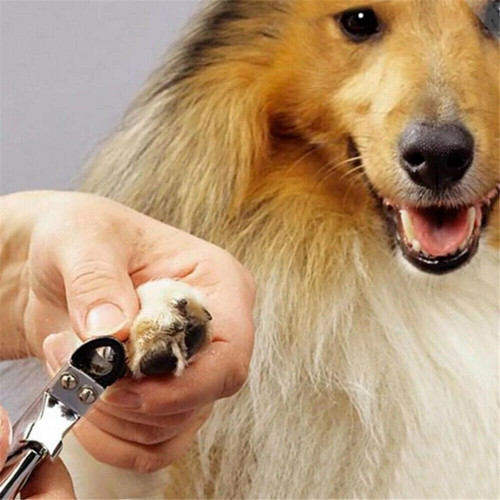 Pet nail clippers dog - pet,